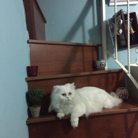 İran Kedisi (Persian), Kedi  Mocha fotoğrafı