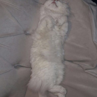 İran Kedisi (Persian), Kedi  Mocha fotoğrafı