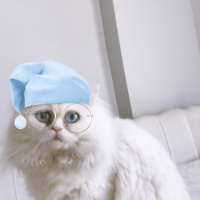 İran Kedisi (Persian), Kedi  Mocha fotoğrafı