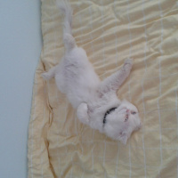 İran Kedisi (Persian), Kedi  Mocha fotoğrafı