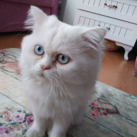 İran Kedisi (Persian), Kedi  Mocha fotoğrafı