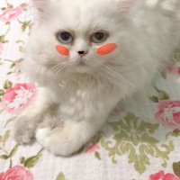 İran Kedisi (Persian), Kedi  Mocha fotoğrafı