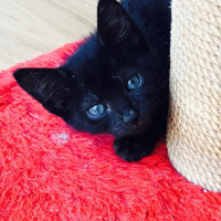 Bombay, Kedi  Çakıl ve bambam fotoğrafı