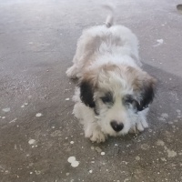 Airedale Terrier, Köpek  Duman fotoğrafı