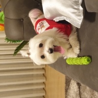 Maltese, Köpek  şeker fotoğrafı