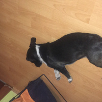  Köpek  Pascal fotoğrafı
