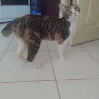 Tekir Kedi, Kedi  Prenses fotoğrafı
