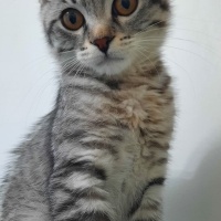 American Shorthair, Kedi  Simba fotoğrafı