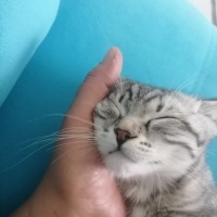 American Shorthair, Kedi  Simba fotoğrafı