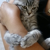 American Shorthair, Kedi  Simba fotoğrafı