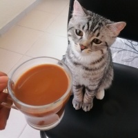 American Shorthair, Kedi  Simba fotoğrafı