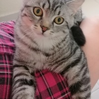 American Shorthair, Kedi  Simba fotoğrafı