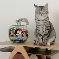 American Shorthair, Kedi  Simba fotoğrafı