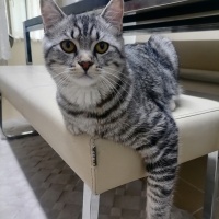 American Shorthair, Kedi  Simba fotoğrafı
