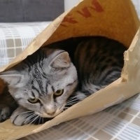 American Shorthair, Kedi  Simba fotoğrafı