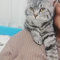 American Shorthair, Kedi  Simba fotoğrafı
