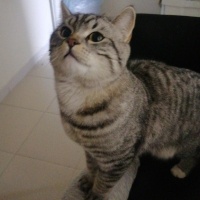 American Shorthair, Kedi  Simba fotoğrafı