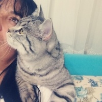 American Shorthair, Kedi  Simba fotoğrafı