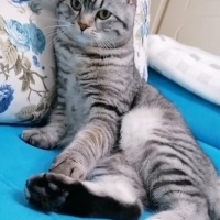 American Shorthair, Kedi  Simba fotoğrafı
