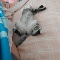 American Shorthair, Kedi  Simba fotoğrafı