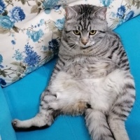American Shorthair, Kedi  Simba fotoğrafı
