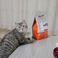 American Shorthair, Kedi  Simba fotoğrafı