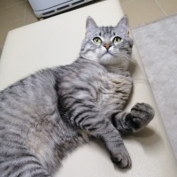 American Shorthair, Kedi  Simba fotoğrafı
