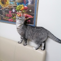 American Shorthair, Kedi  Simba fotoğrafı