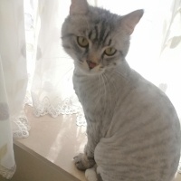 American Shorthair, Kedi  Simba fotoğrafı