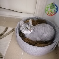American Shorthair, Kedi  Simba fotoğrafı