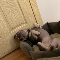 Fransız Bulldog, Köpek  Herkül fotoğrafı