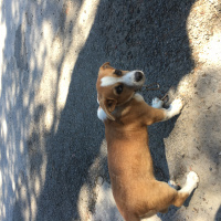 Beagle, Köpek  Ateş fotoğrafı