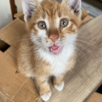 Sarman, Kedi  Bana yuva olur musunuz? fotoğrafı