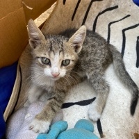 Tekir Kedi, Kedi  Bana yuva olur musunuz? fotoğrafı