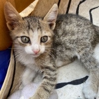 Tekir Kedi, Kedi  Bana yuva olur musunuz? fotoğrafı