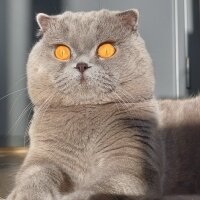 Scottish Fold, Kedi  Jüpiter fotoğrafı