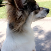 Pappilon, Köpek  Tekila fotoğrafı