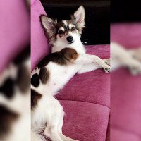 Pappilon, Köpek  Tekila fotoğrafı