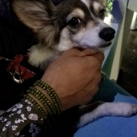 Pappilon, Köpek  Tekila fotoğrafı