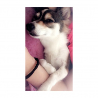Pappilon, Köpek  Tekila fotoğrafı