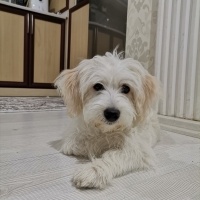 Maltese, Köpek  Zeus fotoğrafı