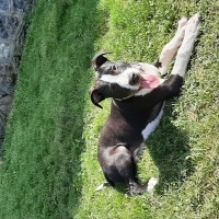 Amerikan Staffordshire Terrier, Köpek  Ares fotoğrafı