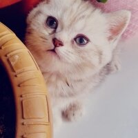 İran Kedisi (Persian), Kedi  Vera fotoğrafı