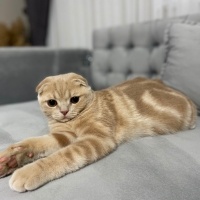 Scottish Fold, Kedi  Limon fotoğrafı