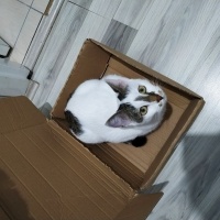 Tekir Kedi, Kedi  Pamuk fotoğrafı