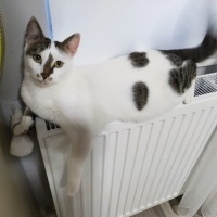 Tekir Kedi, Kedi  Pamuk fotoğrafı