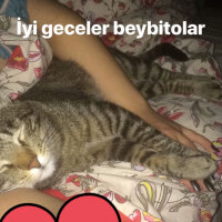 Tekir Kedi, Kedi  Karam fotoğrafı