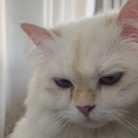 British Longhair, Kedi  Maviş fotoğrafı