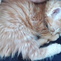 Sarman, Kedi  Çiçek fotoğrafı