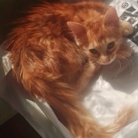 Sarman, Kedi  Çiçek fotoğrafı